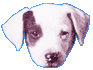Honden plaatjes Jack russel 