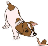 Honden plaatjes Jack russel 