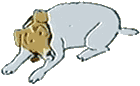Honden plaatjes Jack russel 