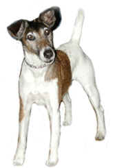 Honden plaatjes Jack russel 