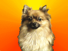 Honden plaatjes Keeshondjes 