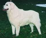 Honden plaatjes Kuvasz 