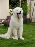 Honden plaatjes Kuvasz 