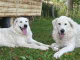 Honden plaatjes Kuvasz 