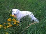 Honden plaatjes Kuvasz 