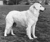 Honden plaatjes Kuvasz 