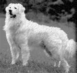 Honden plaatjes Kuvasz 