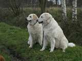 Honden plaatjes Kuvasz 