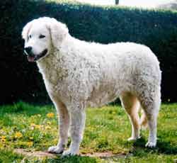 Honden plaatjes Kuvasz 