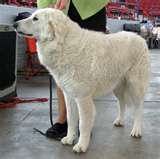 Honden plaatjes Kuvasz 