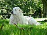 Honden plaatjes Kuvasz 