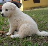 Honden plaatjes Kuvasz 