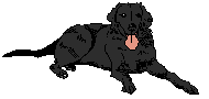 Honden plaatjes Labrador 
