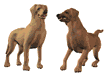 Honden plaatjes Labrador 