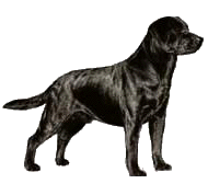 Honden plaatjes Labrador 