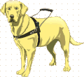Honden plaatjes Labrador 