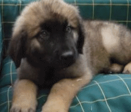 Honden plaatjes Leonberger 