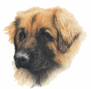 Honden plaatjes Leonberger 