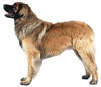 Honden plaatjes Leonberger 