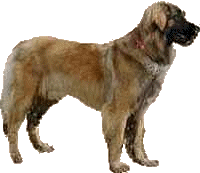 Honden plaatjes Leonberger 