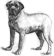 Honden plaatjes Leonberger 