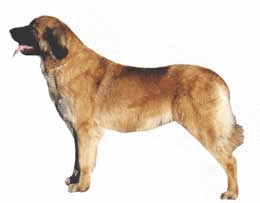 Honden plaatjes Leonberger 