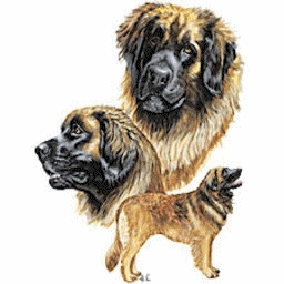 Honden plaatjes Leonberger 