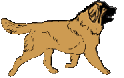 Honden plaatjes Leonberger 