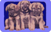 Honden plaatjes Leonberger 