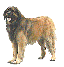 Honden plaatjes Leonberger 