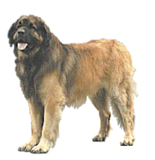 Honden plaatjes Leonberger 