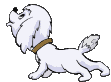 Honden plaatjes Maltezers 
