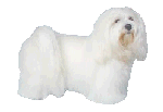 Honden plaatjes Maltezers 