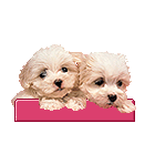 Honden plaatjes Maltezers Maltezer Tweeling