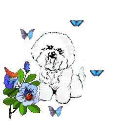 Honden plaatjes Maltezers 