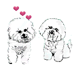 Honden plaatjes Maltezers 