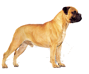 Honden plaatjes Mastino 