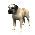 Honden plaatjes Mastino 