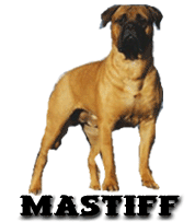 Honden plaatjes Mastino 