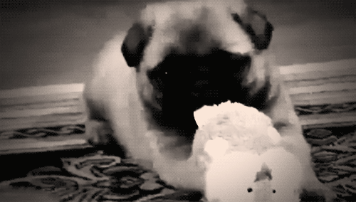 Honden plaatjes Mopshondjes 