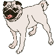 Honden plaatjes Mopshondjes 
