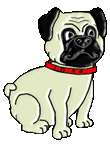 Honden plaatjes Mopshondjes 