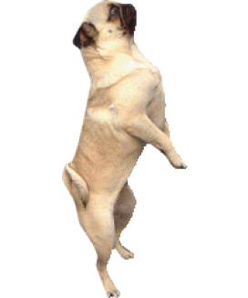 Honden plaatjes Mopshondjes 