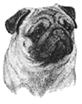 Honden plaatjes Mopshondjes 