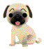 Honden plaatjes Mopshondjes 