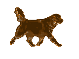 Honden plaatjes Newfaundlander 