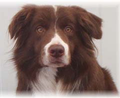 Honden plaatjes Overige 