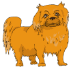 Honden plaatjes Pekinees 