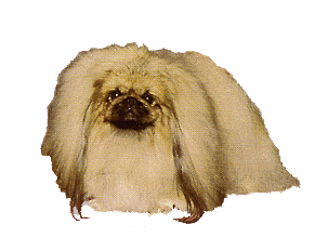 Honden plaatjes Pekinees 