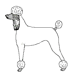 Honden plaatjes Poedel 